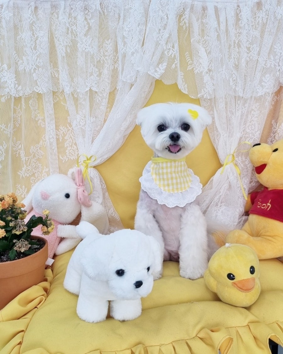 신도림 강아지 가위컷 미용, 2시간 완성 나리펫살롱 후기 — 사진 8