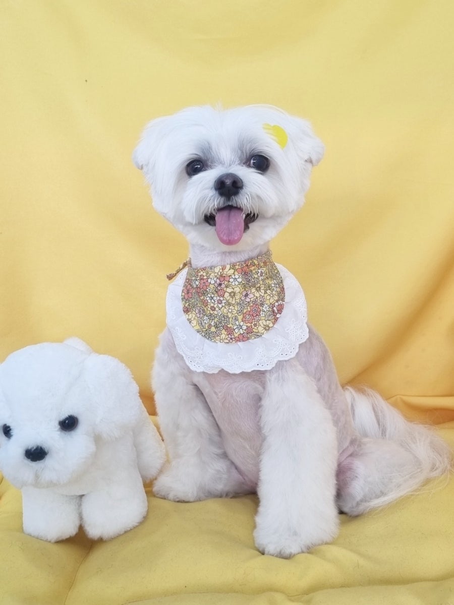 신도림 강아지 가위컷 미용, 2시간 완성 나리펫살롱 후기 — 사진 6