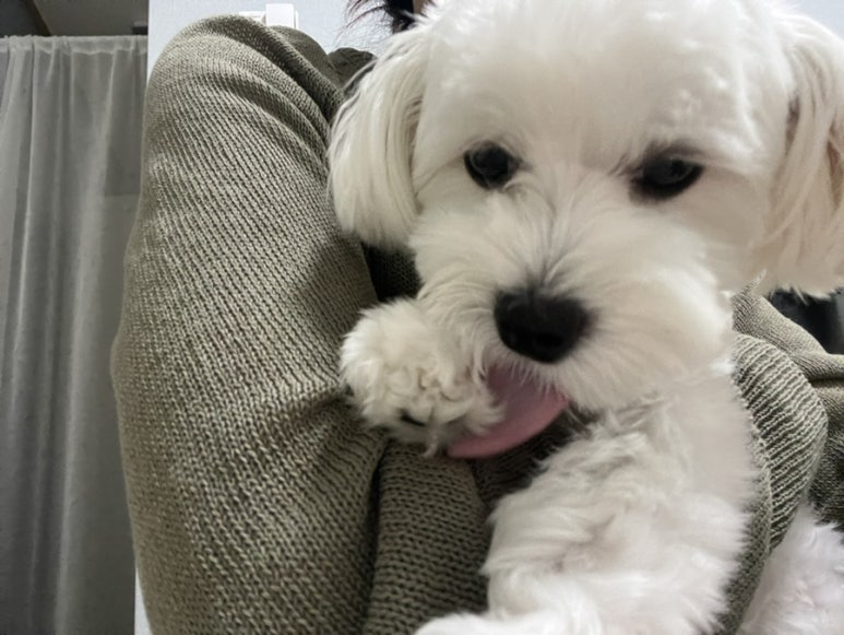 신도담 이미지