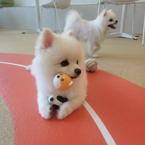 몽쉘댕댕 이미지
