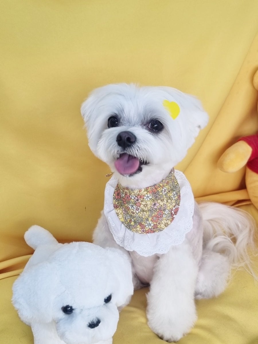 신도림 강아지 가위컷 미용, 2시간 완성 나리펫살롱 후기 — 사진 7