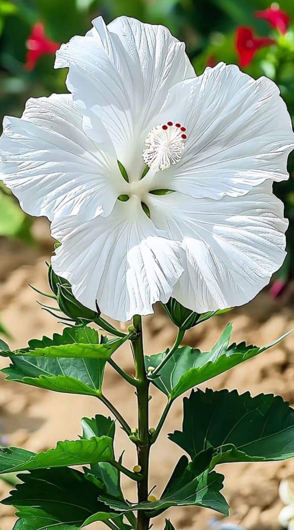대지청과 이미지