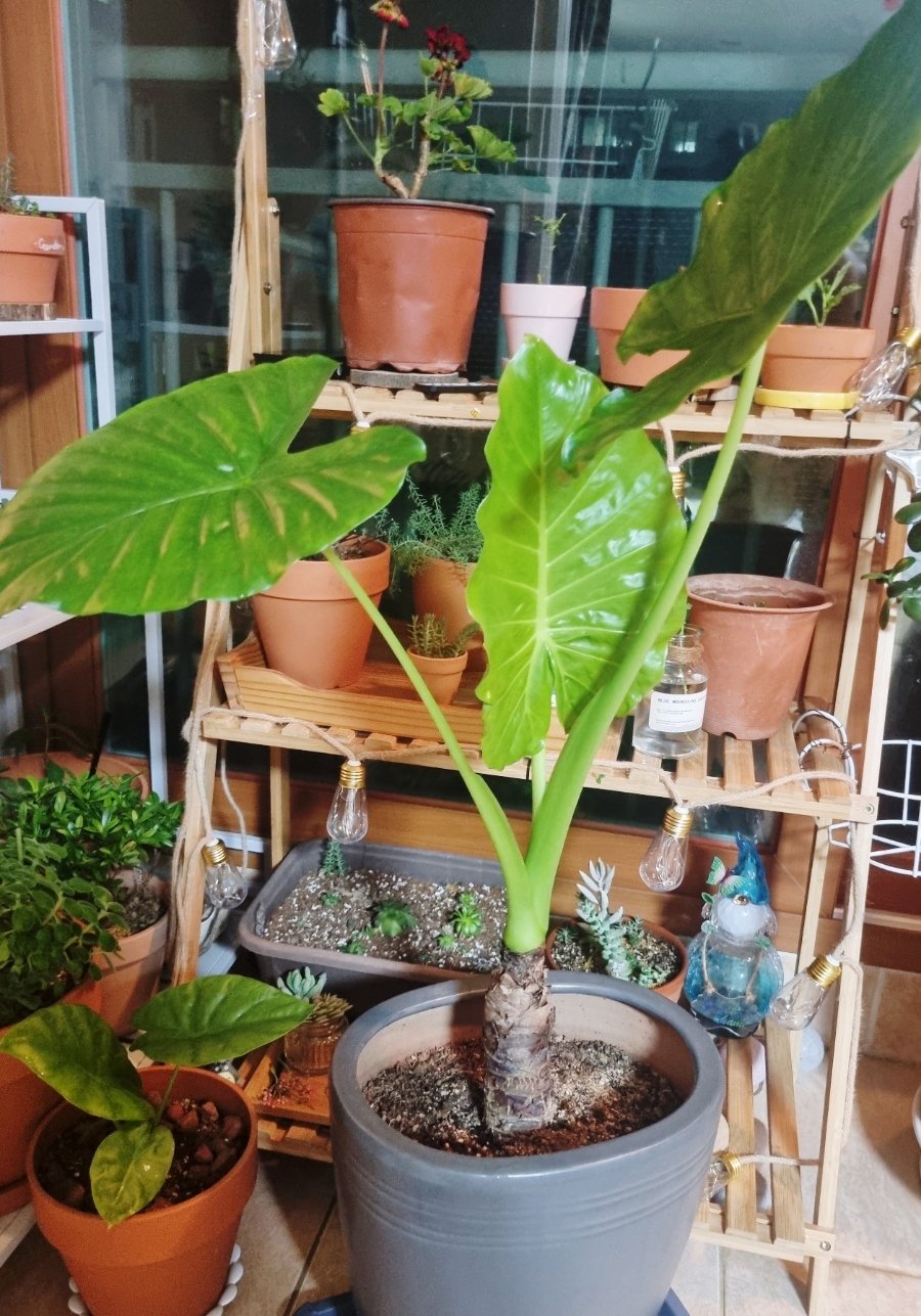 쌍용화원 이미지