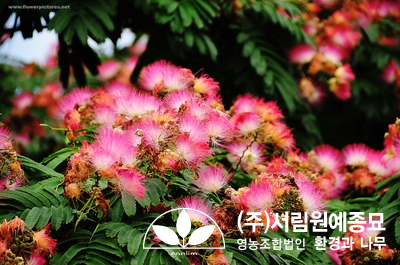 조경설계서림 이미지