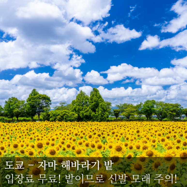 떼아모 이미지