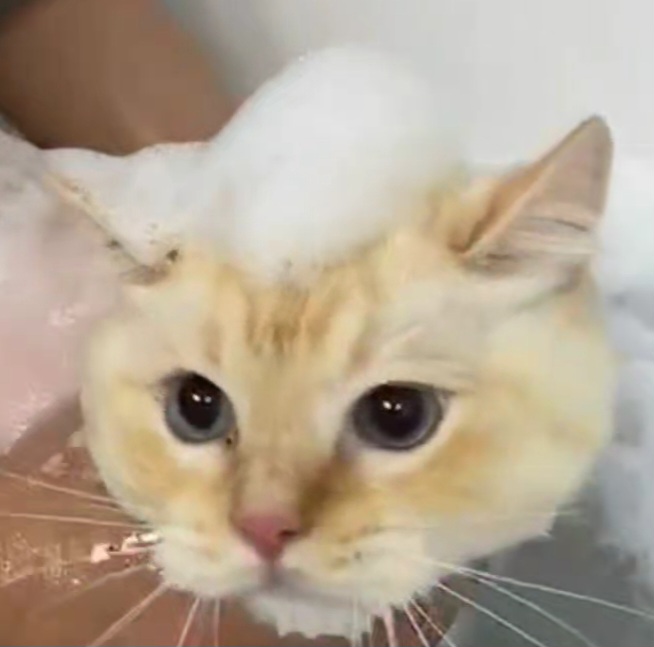 냥신사 이미지
