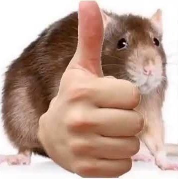 캐럿됨 이미지