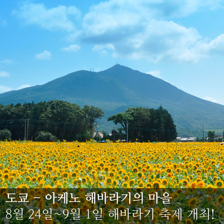 떼아모 이미지