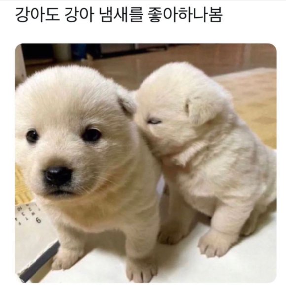 탕후루가게 이미지