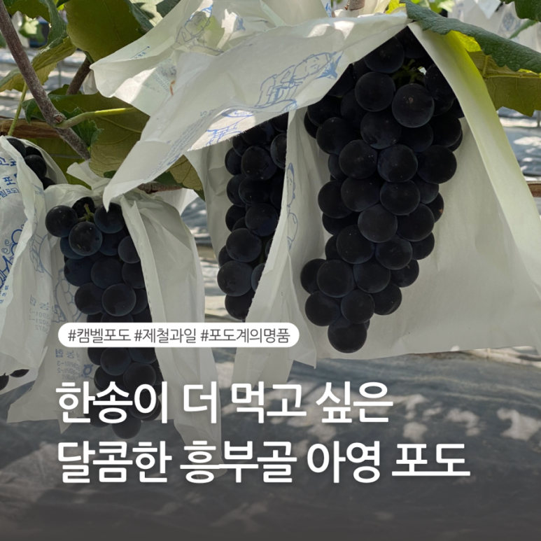 흥부골 아영포도 이미지