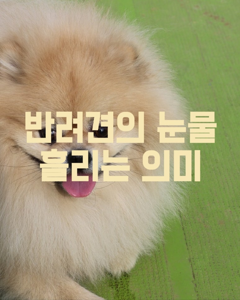 반려견의 눈물 흘리는 의미