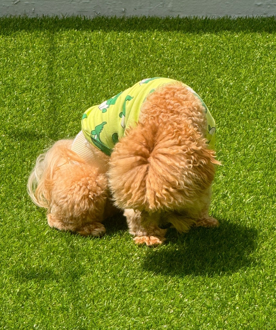 수유 휴멍애견유치원: 강아지 사회화·놀이 비용 — 사진 19