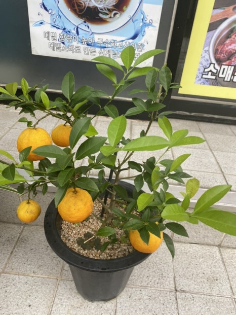 궈바부대꼬기 이미지