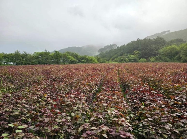 지리산들깨농부 이미지