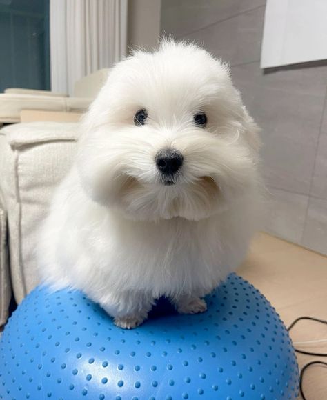 오에스짐 이미지