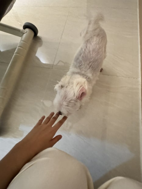 로하르스파 이미지