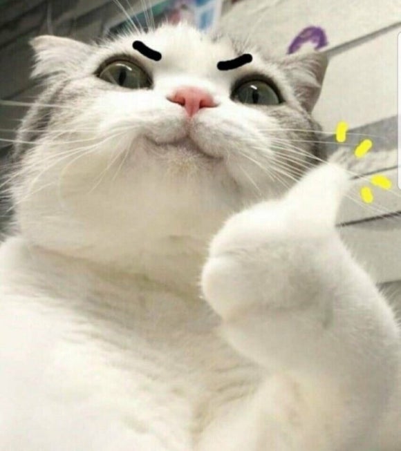 후광미인 이미지