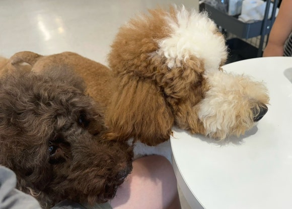 멍브로 이미지
