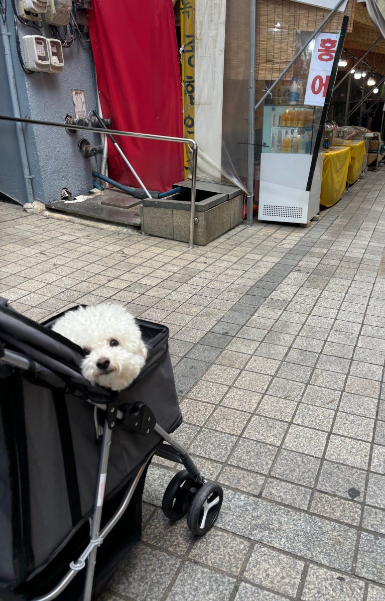 다모아칼국수 이미지