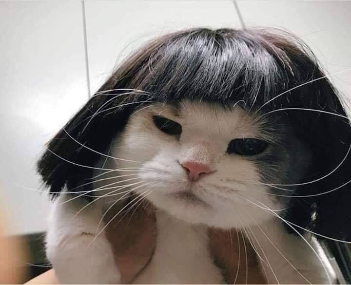 디프롬헤어 이미지