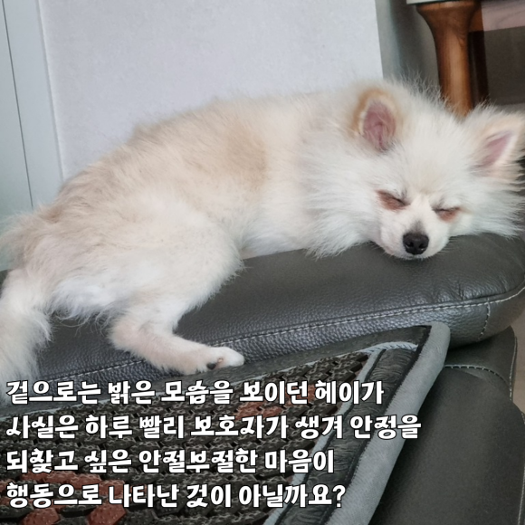 헤이스토리 이미지