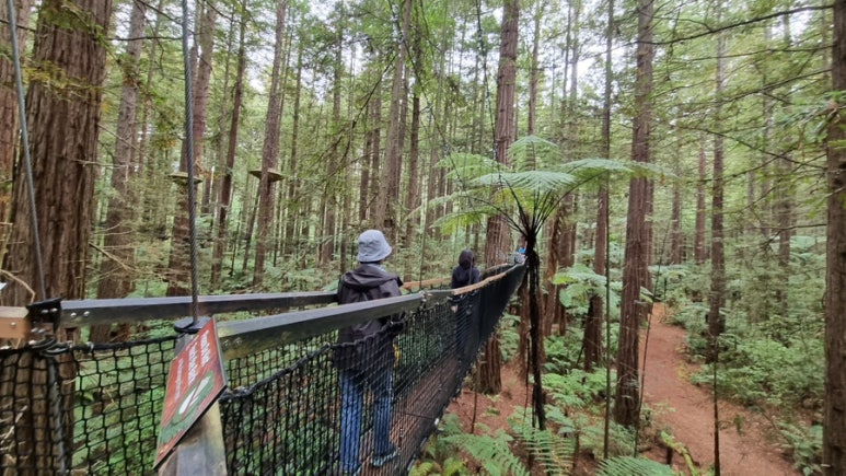 🇳🇿뉴질랜드 D3.a - 북섬; 로토루아 Rotorua 레드우즈 트리 워크 Redwoods Tree Walk : 네이버 블로그