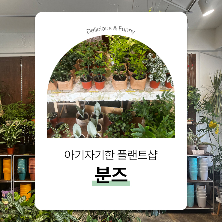 분즈 이미지