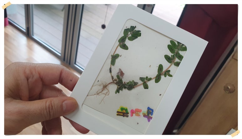 강변사리 이미지