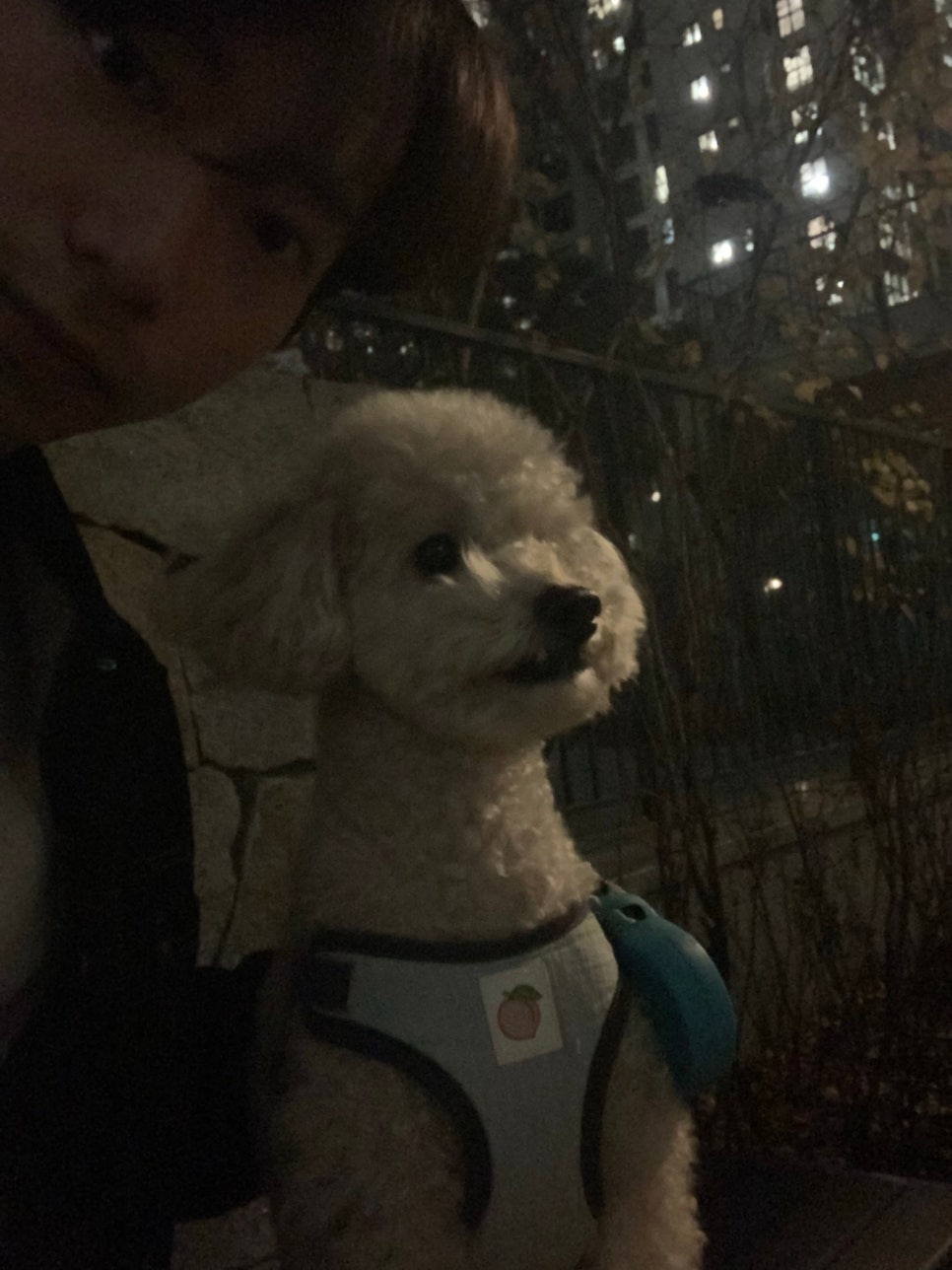 리오 이미지