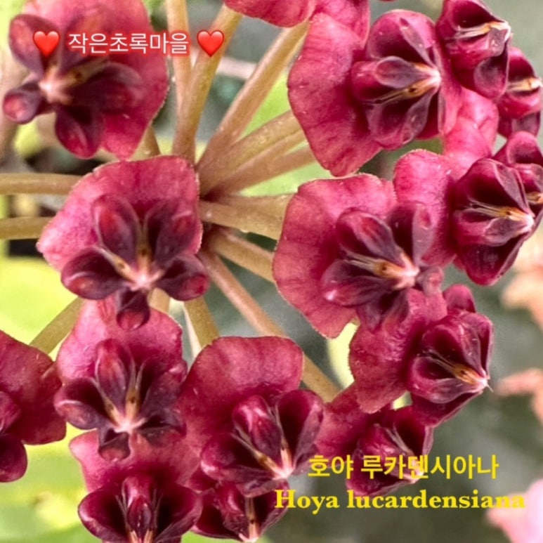 호야루 이미지