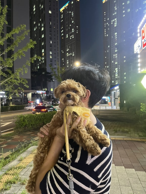 몽쉘댕댕 이미지
