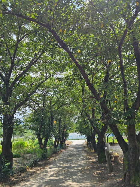 흥부네과일 이미지