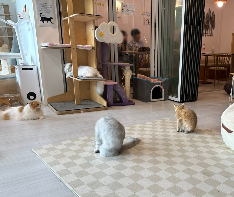 아가마미고양이카페 이미지
