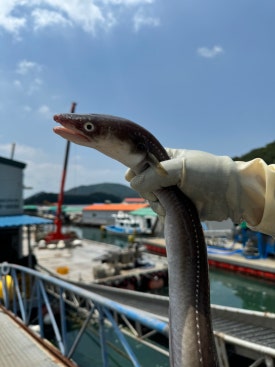 바다회도매 이미지