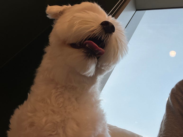 신도담 이미지