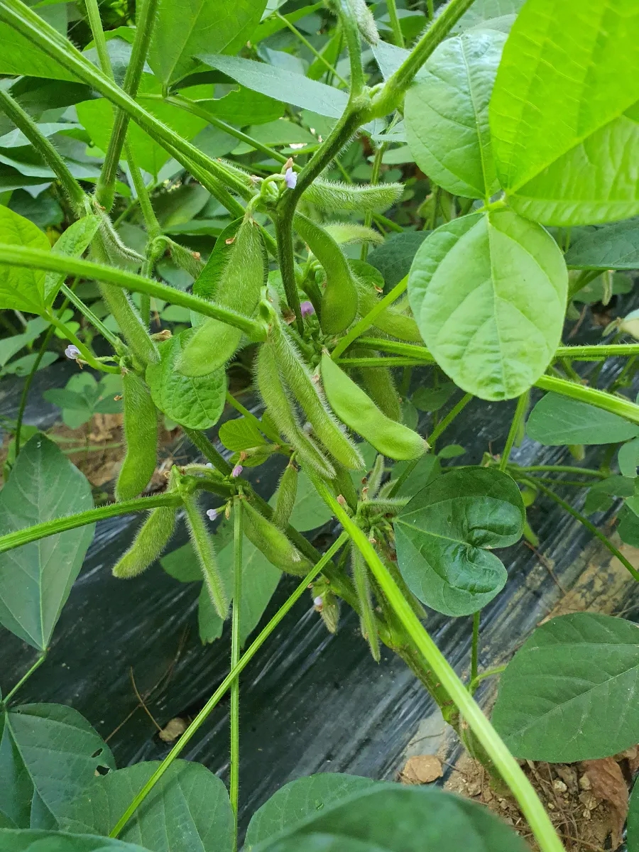 꼬투리걸 이미지