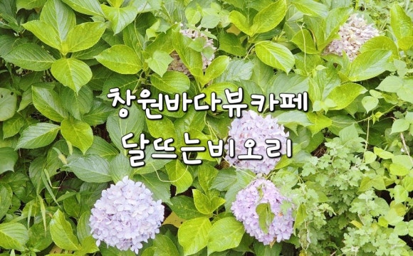 달뜨는비오리 이미지
