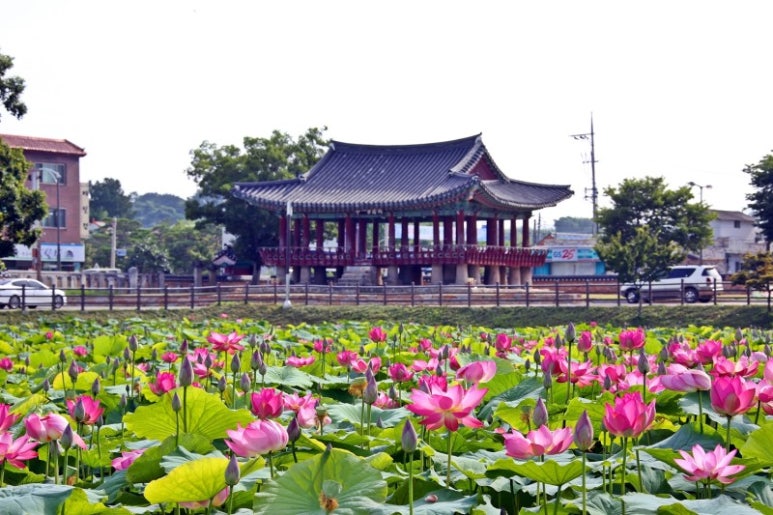 제일정 이미지