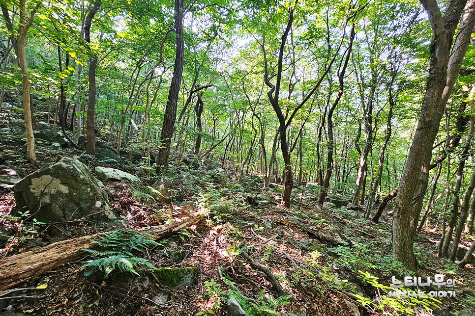 사초지대 이미지