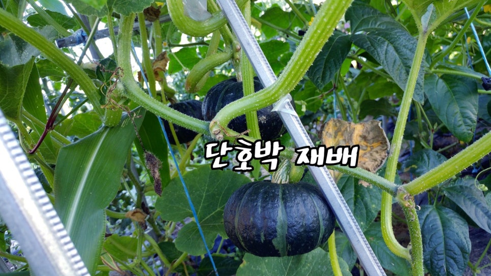 단호박 재배, 호박 모종 심기 키우기 : 네이버 블로그