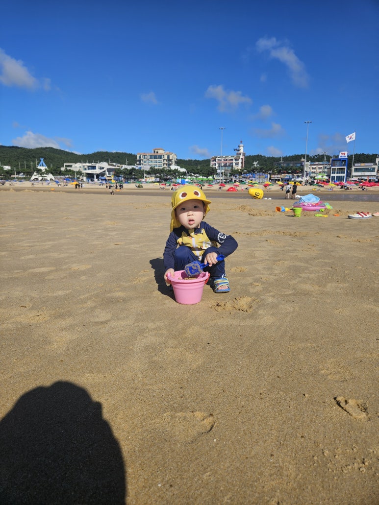 만리포뚱돼지 이미지