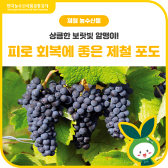 상큼한 보랏빛 알맹이! 피로 회복에 좋은 제철 포도🍇 바로가기