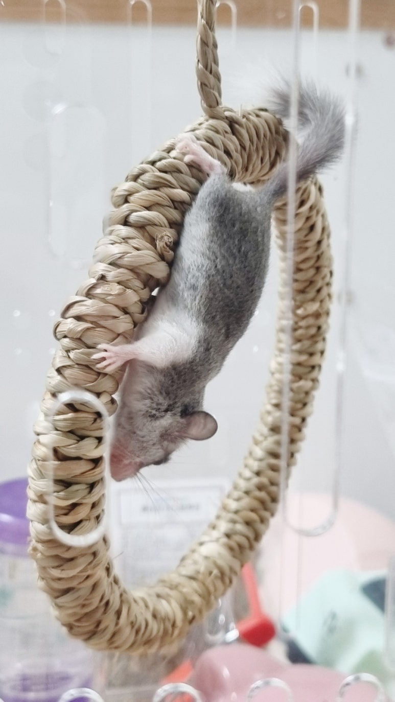 하이고 이미지