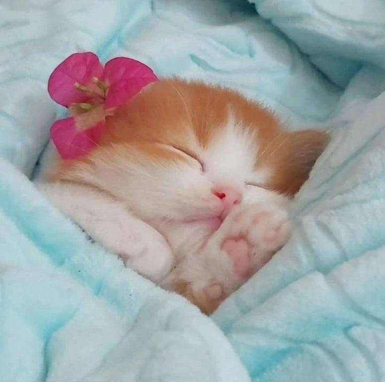 꿈나라 이미지