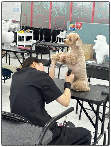 대전애견미용학원 이미지
