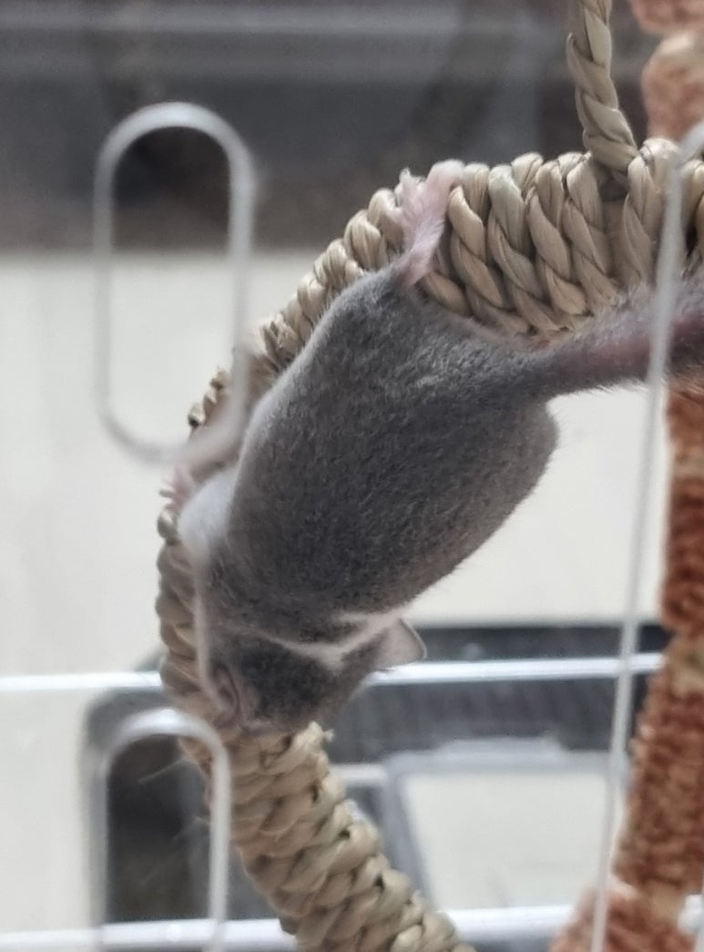 하이고 이미지