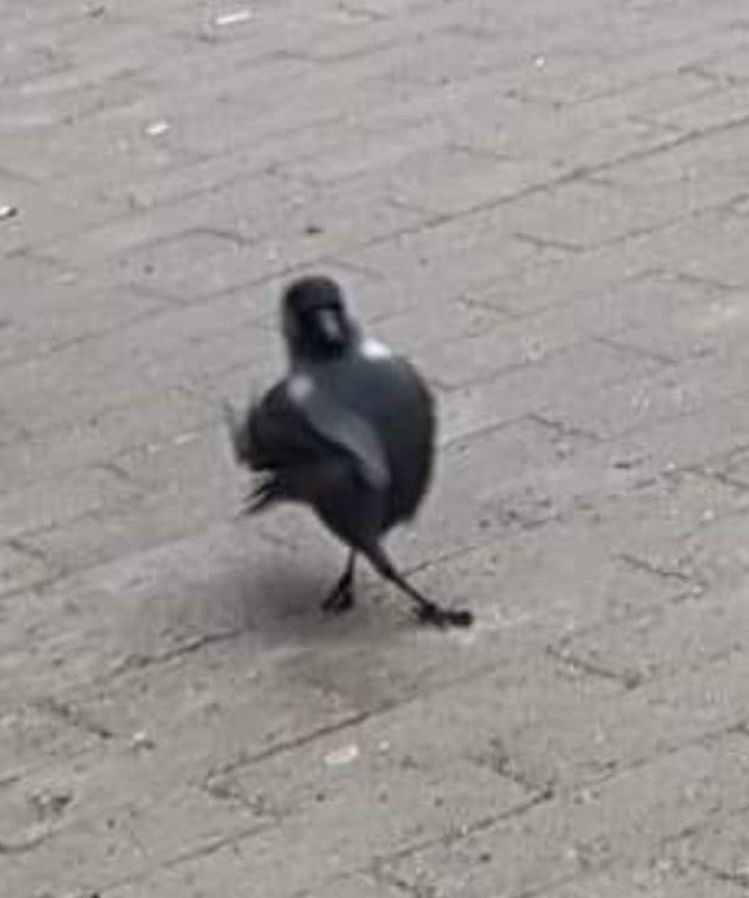 점핑하이 이미지
