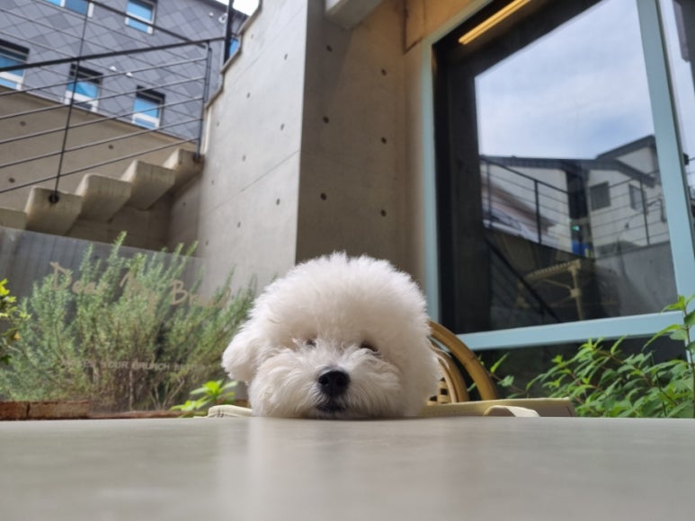 디마브 이미지