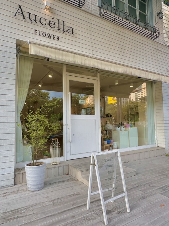 아우첼라플라워 이미지