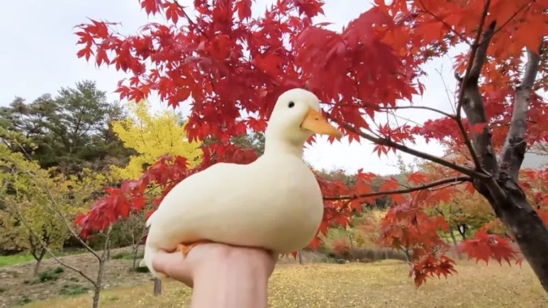 와~오리닭 이미지